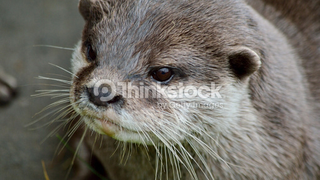 Illustration for article titled We Let Ed Sheeran Guest-Edit This List Of Fluffy Otters And He Did A Bad Job